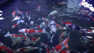 KoiAqua Inside Showpond