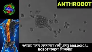 Anthrobot: শুধুমাত্র মানব কোষ দিয়ে তৈরী প্রথম Biological Robot বানালো বিজ্ঞানীরা! #biologicalrobot