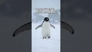 Viral penguin video | Living might mean taking chances | #sadmoment #life #animals #viralpenguin #yt