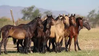 RANCHO EL BRILLANTE, AMECA, JALISCO. POTROS PRE EN VENTA 2018