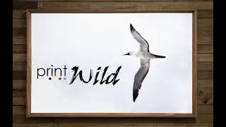 The Albatross | PrintWild