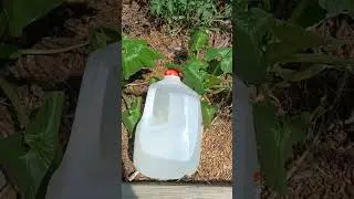 wilting plant hack