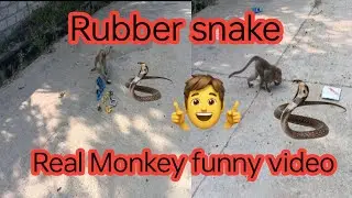 Monkey funny video | Fake Snake Prank | Very Funny video 🐒🍌