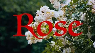 Rose (Sony A7IV)