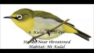 Only in Kenya - Bird Species Unique to Kenya