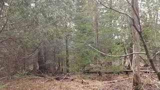 Spring Scouting in a Cedar Swamp