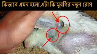Is This A New Disease In Chickens?Poultry Diseases/Chicken Diseases/Chicken Diseases And Treatment