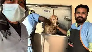 Golden retriever grooming #shortvideo #viral #dog #lover ######
