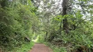 Lake Earl Wildlife Area Trail, Crescent City California, lofi.