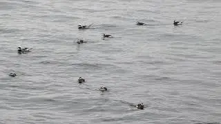 Long-tailed Ducks Calling and Diving - Lake Ontario 2021