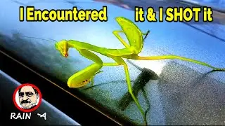 Insects & Flies that I Encountered & Shot | Compilation - 1