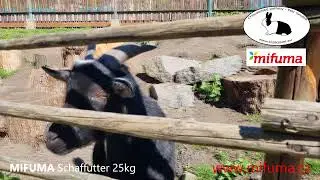 MIFUMA Schaffutter #Mifuma.CZ Univerz&aacute;ln&iacute; krmivo pro ovce, kozy a plemenn&eacute; berany