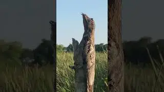Bird has the perfect camouflage 😱                                                         🎥 Viralhog