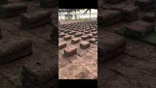 Natural Mexican grass &hellip;cutting and loading #mexicangrass #naturalgrass