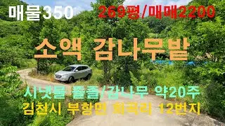시냇물 졸졸 흐르고 감나무 식재된 시골땅