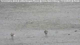 Temminck's Stint & Little Ringed Plover @ Chiu S C DSCN0825
