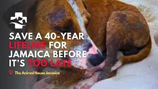 Save a 40-Year Lifeline for Jamaica&rsquo;s Animals, Before It&rsquo;s Too Late