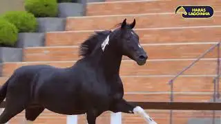 CAVALO do Haras Lagoinha com 41 anos de cria&ccedil;&atilde;o Mangalarga e Pampa