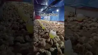 Broiler chicken brooding stage 7 days old