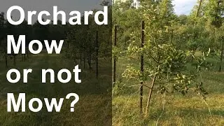 Orchard: To Mow or not to Mow?