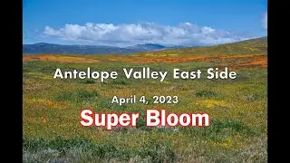 Antelope Valley East Side 4-4-23, HD Super Bloom 2023