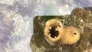 Invasive Sea-Squirts in Puget Sound