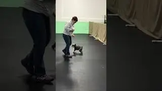 Dayton dog training club 2026 leg number five novice