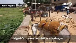 Nigeria's Donkey Population In Danger