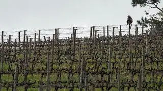 Hartenberg, pionnier sud-africain de la viticulture r&eacute;g&eacute;n&eacute;rative