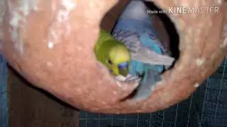 how to care birds,season change effect on birds(hindi,Urdu)