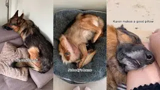 Funny sleeping positions of my German Shepherd