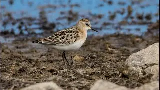 Кулики-воробьи. Calidris minuta. Птицы Беларуси.