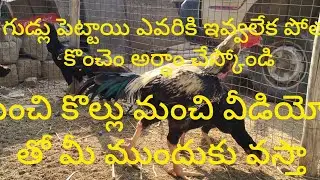 30 గుడ్లు పెట్టాయి ఎవరికి ఇవ్వలేక పోతున్నా కొంచెం అర్ధాం చేస్కోండి 