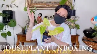 Etsy Plant Unboxing | Philodendron Painted Lady + Care and Tips