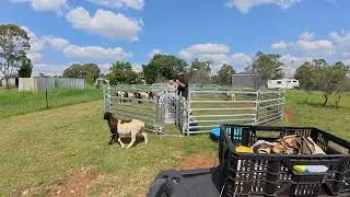 Using the Superrack Sheep Handler for the first time - total failure