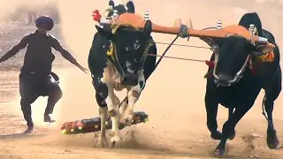 Highlights -  Bull Race 21.1.2025 - Bull race 2025 - Hamza Sky Video Fateh jang