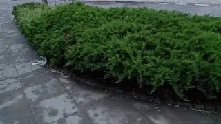 Brudasy w Poznaniu.  Poznańska gemela.