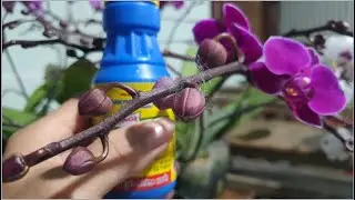 Bí Quyết Chăm Sóc Lan Hồ Điệp Tân Mãn Thiên Hồng Ra Trăm Hoa