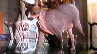 Cats 101 - The Sphynx (Part 1)