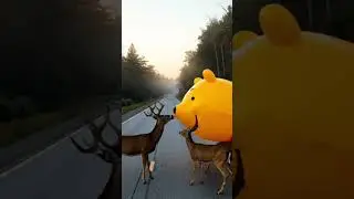 The Deer: 
