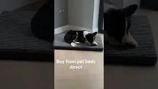 Pet beds direct new comfort bed back in stock