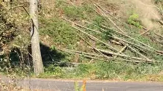 Rock cliff timber falling part 1