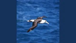 Albatross