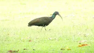 Green Ibis (Mesembrinibis cayennensis) foraging, French Guiana