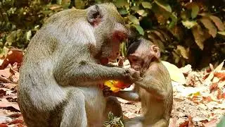 Jane Family Part 06, Monkey Luki Try To Fallow With Beautiful Mom Jane