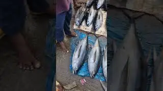 YELLOW FIN TUNA|#VIZAG SEAFOODS #fish #trending #viralvideo #seafood #fishing #vizagfishingharbour