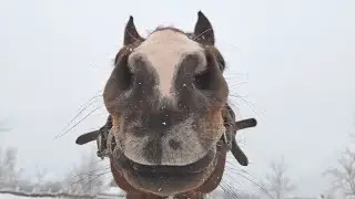 A thoroughbred stallion walks in the snow