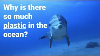 5 searches, 1 plastic bottle