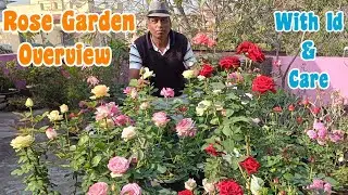 Rose garden overview and care || Winter rooftop Rose garden with Id