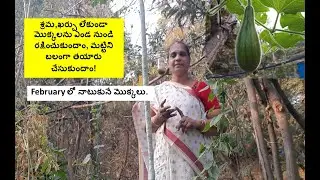 Techniques to protect plants from sun,improve soil fertility and some plants for February